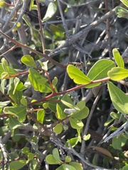 Diospyros intricata