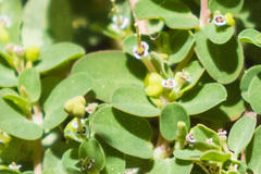 Euphorbia serpens