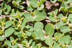 Euphorbia serpens