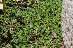 Euphorbia serpens