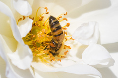 Apis mellifera