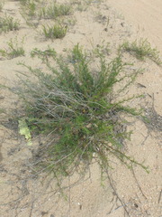 Artemisia arenaria