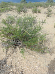 Artemisia arenaria
