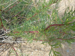 Artemisia arenaria