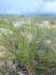 Artemisia arenaria