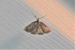 Zanclognatha laevigata