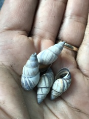 Drymaeus multilineatus