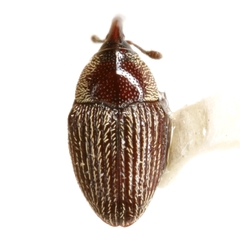 Acentrinops brevicollis