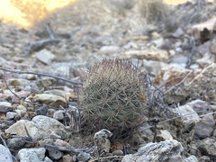 Echinomastus warnockii