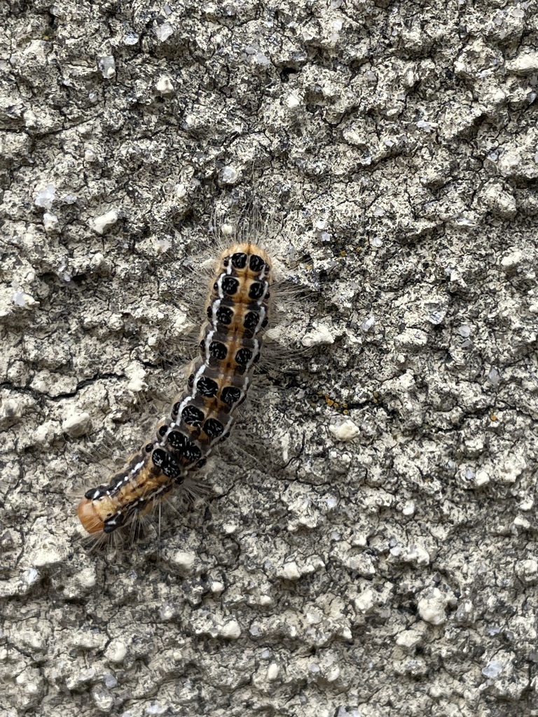 Tea tussock moth from Kamariyahigashi 4-Chōme, Kanazawa, Yokohama ...