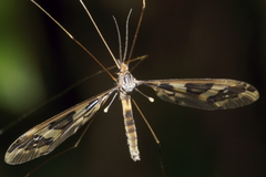 Leptotarsus binotatus