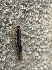 Arna pseudoconspersa