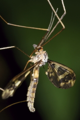 Leptotarsus binotatus