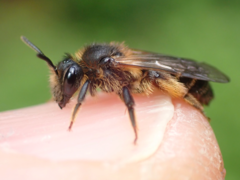 Andrena fulvida