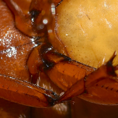 Phyllophaga ephilida