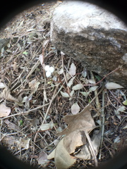 Tripogandra serrulata