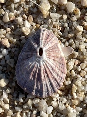 Fissurella microtrema