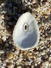 Fissurella microtrema