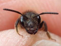 Andrena fulvida