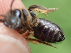 Andrena fulvida