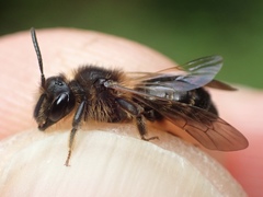 Andrena fulvida