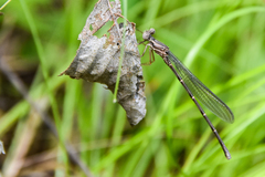 Argia tibialis