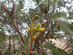 Eucalyptus phenax