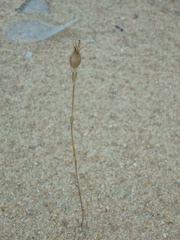 Silene conica