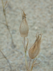 Silene conica