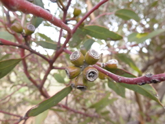 Eucalyptus phenax