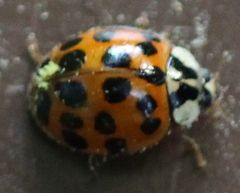 Harmonia axyridis