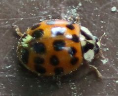 Harmonia axyridis
