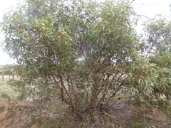 Eucalyptus phenax
