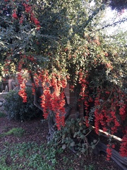 Cotoneaster coriaceus
