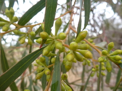 Eucalyptus odorata