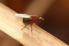 Meiosimyza appula