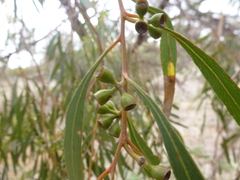 Eucalyptus odorata