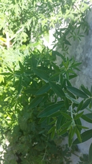 Chamaecytisus prolifer