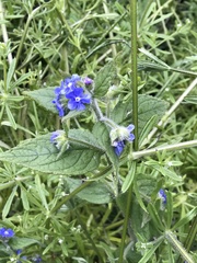 Pentaglottis sempervirens