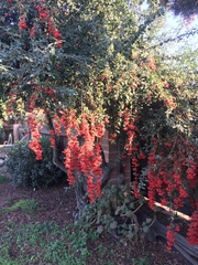 Cotoneaster coriaceus
