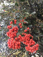Cotoneaster coriaceus