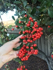 Cotoneaster coriaceus