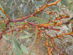 Acacia notabilis