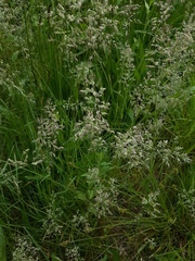Poa pratensis