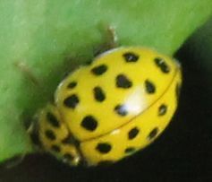 Psyllobora vigintiduopunctata