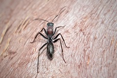 Myrmophyma