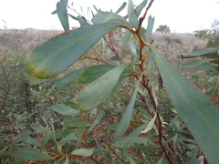 Acacia notabilis
