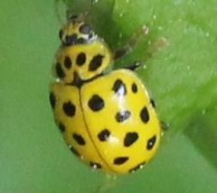 Psyllobora vigintiduopunctata