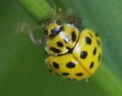 Psyllobora vigintiduopunctata