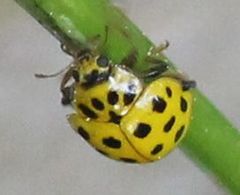 Psyllobora vigintiduopunctata